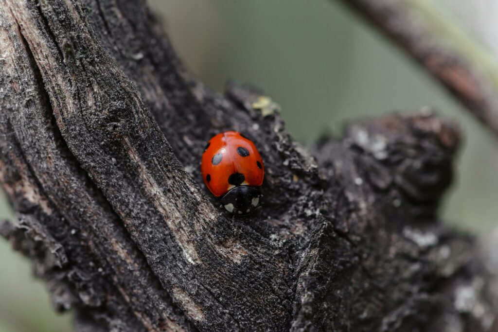Detailed image of a ladybug crawling on rough bark, showcasing vivid colors in a natural environment.