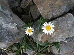 perseverance, flower background, hope, daisy, beautiful flowers, flower, endurance, nature, rock, flower wallpaper, gray hope, gray rock